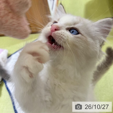 ラグドールの写真