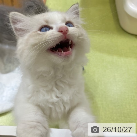 ラグドールの写真