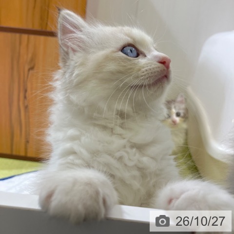 ラグドールの写真