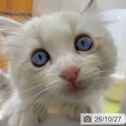 ラグドールの写真