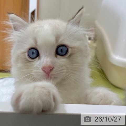 ラグドールの写真