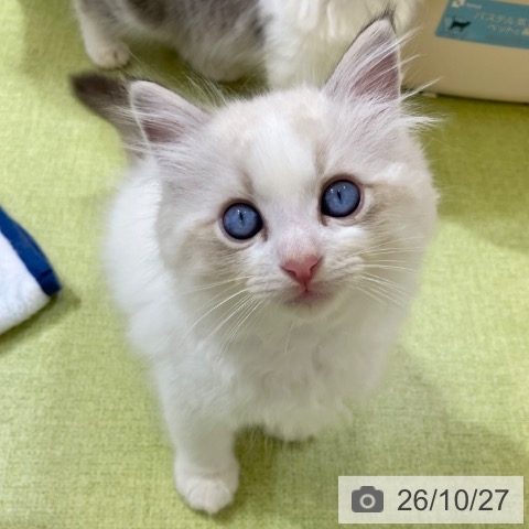 ラグドールの写真