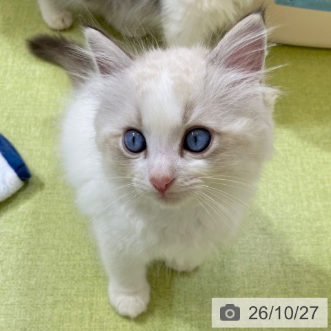 ラグドールの写真