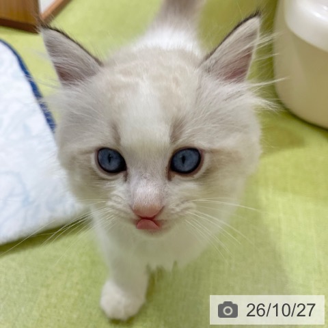 ラグドールの写真
