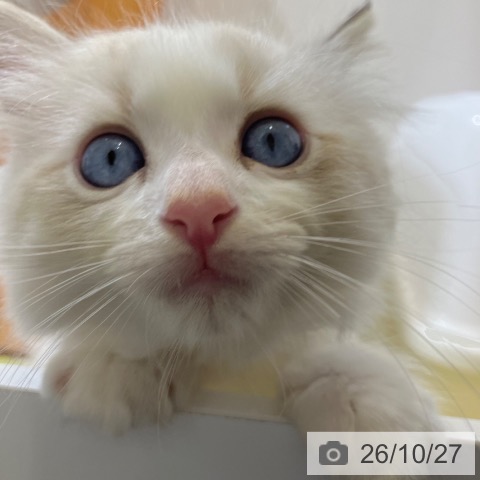 ラグドールの写真