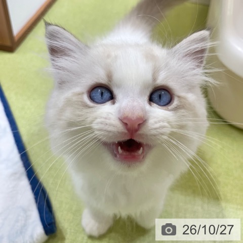 ラグドールの写真