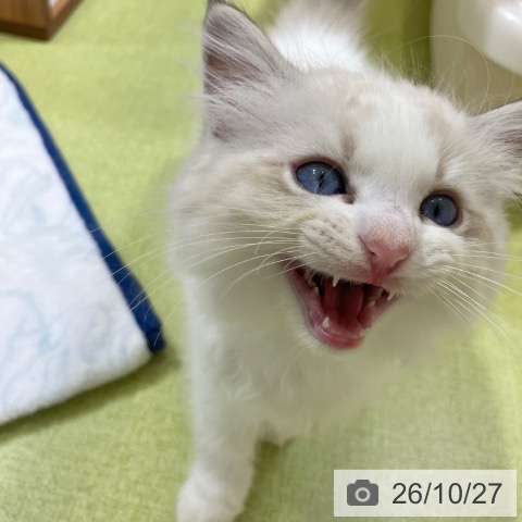 ラグドールの写真