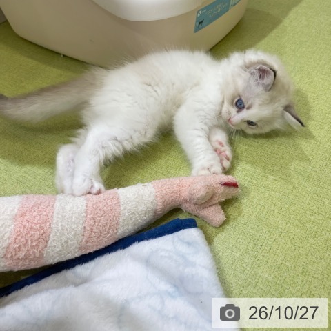 ラグドールの写真