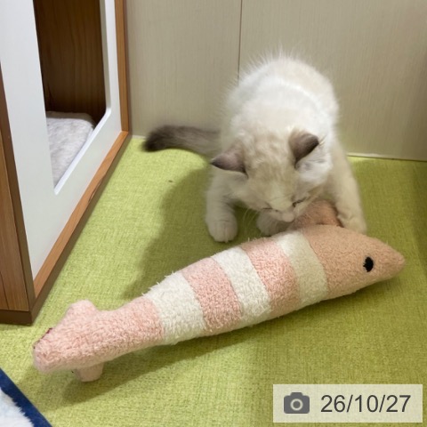 ラグドールの写真