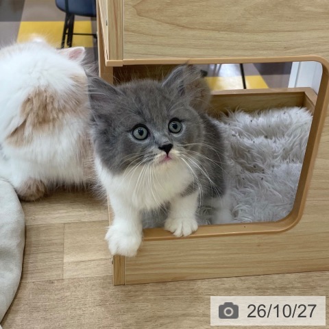ラガマフィンの写真