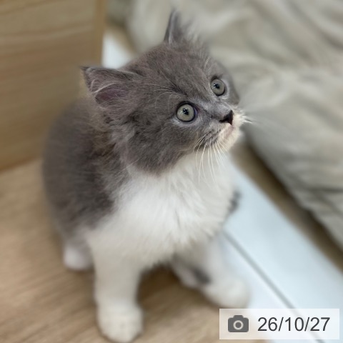 ラガマフィンの写真
