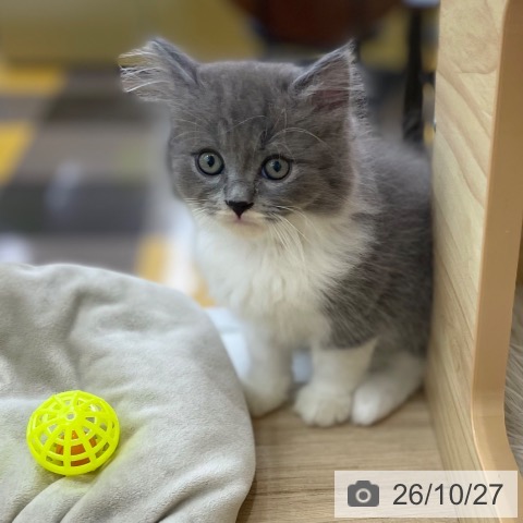 ラガマフィンの写真
