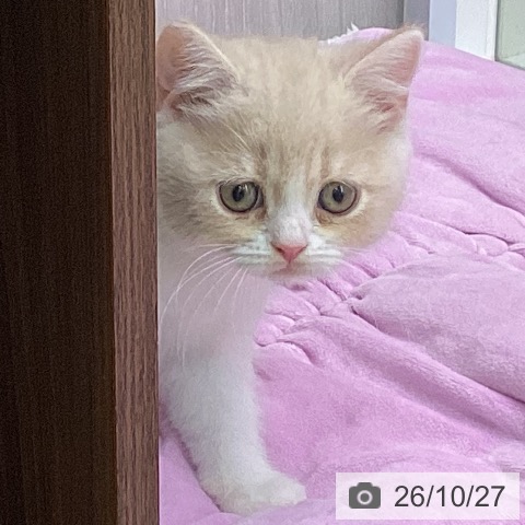 スコティッシュフォールドの写真