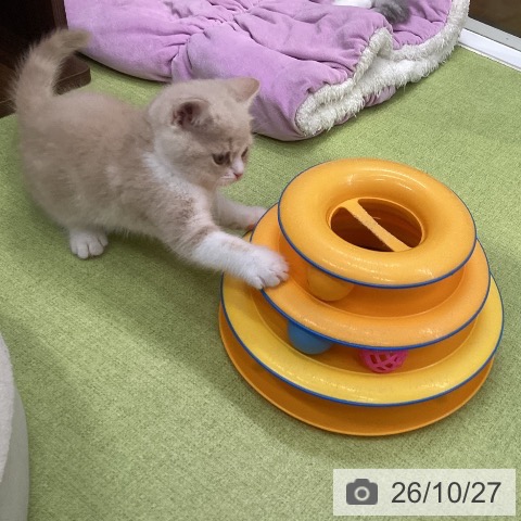 スコティッシュフォールドの写真