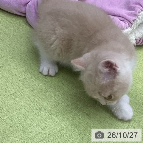 スコティッシュフォールドの写真