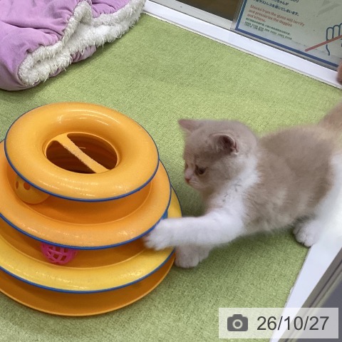 スコティッシュフォールドの写真