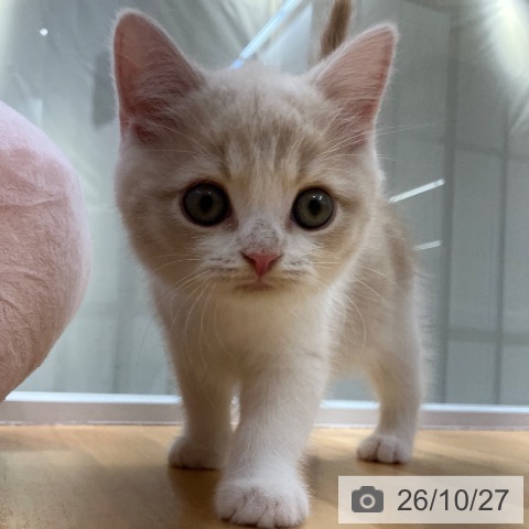 スコティッシュフォールドの写真