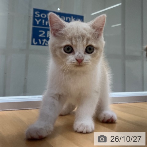スコティッシュフォールドの写真