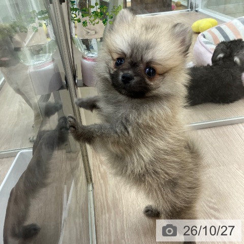 ポメラニアンの写真