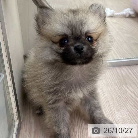 ポメラニアンの写真
