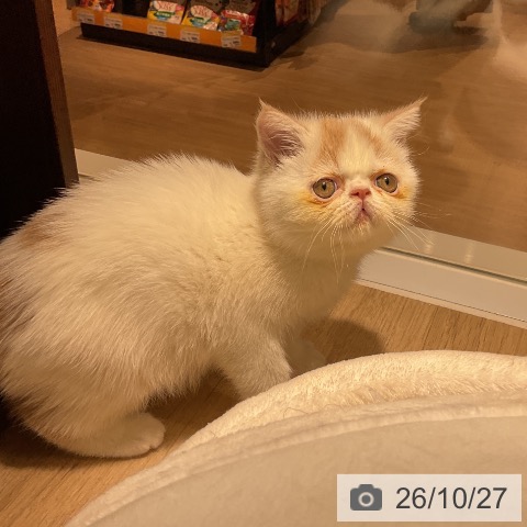 エキゾチックの写真