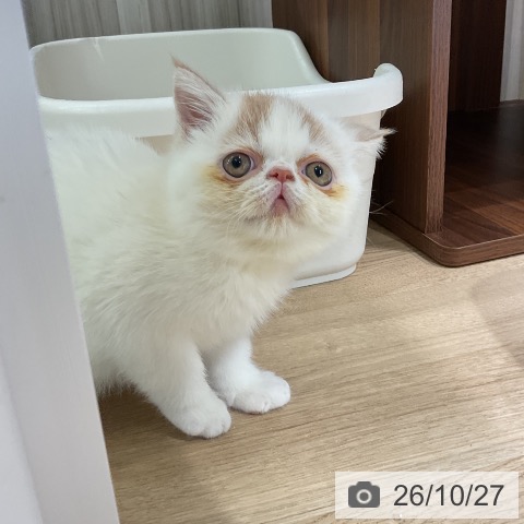 エキゾチックの写真