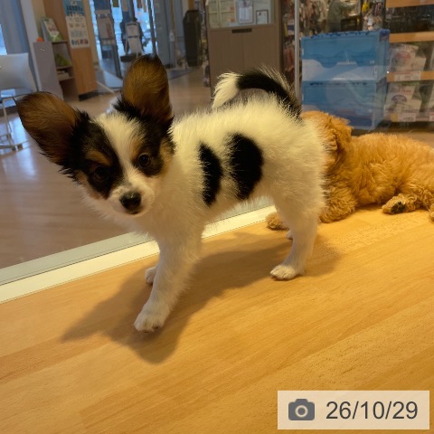 パピヨンの写真