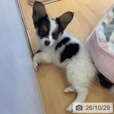 パピヨンの写真