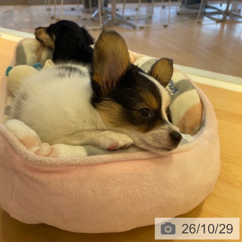 パピヨンの写真