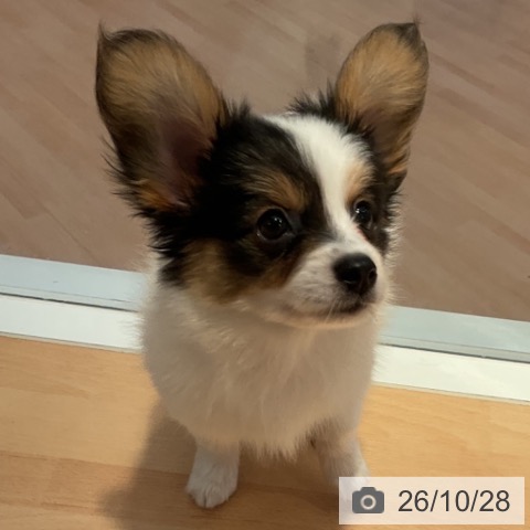 パピヨンの写真