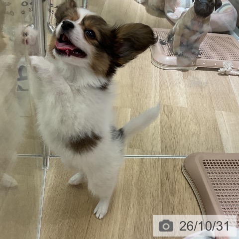 パピヨンの写真