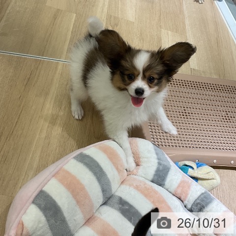 パピヨンの写真