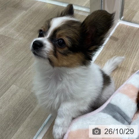 パピヨンの写真