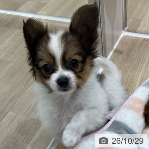 パピヨンの写真