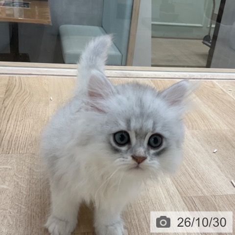 ペルシャの写真
