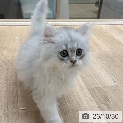 ペルシャの写真