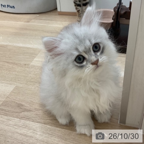ペルシャの写真