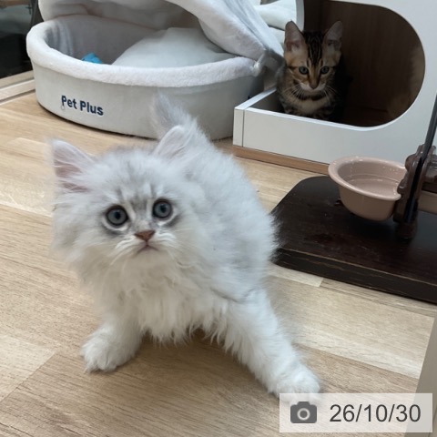ペルシャの写真