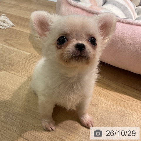 愛知県のチワワ(ロング) (ペットプラス 岡崎店/2026年8月23日生まれ/男の子/クリーム)の子犬の4枚目の画像