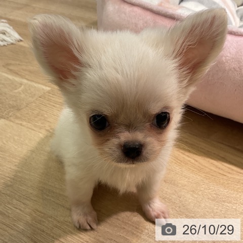 愛知県のチワワ(ロング) (ペットプラス 岡崎店/2026年8月23日生まれ/男の子/クリーム)の子犬の3枚目の画像