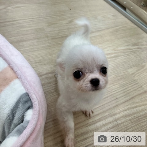 チワワの写真