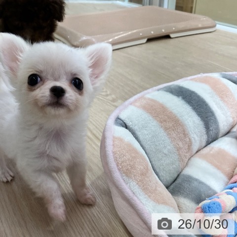 チワワの写真