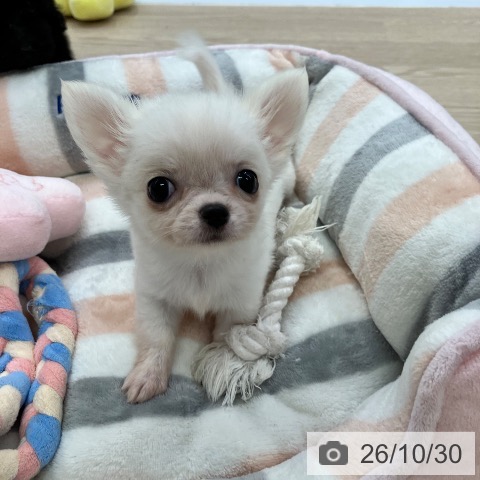 チワワの写真