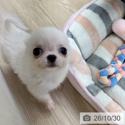 チワワの写真