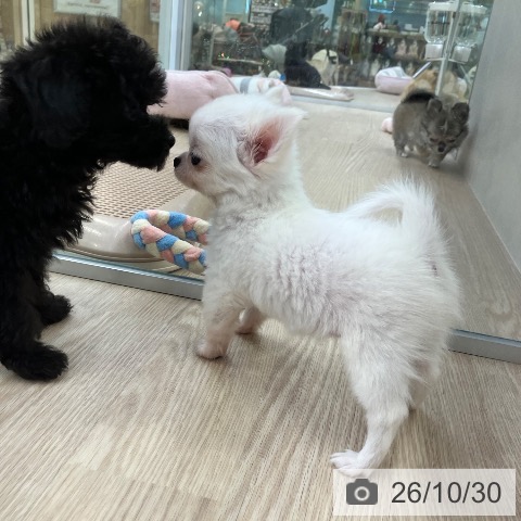チワワの写真