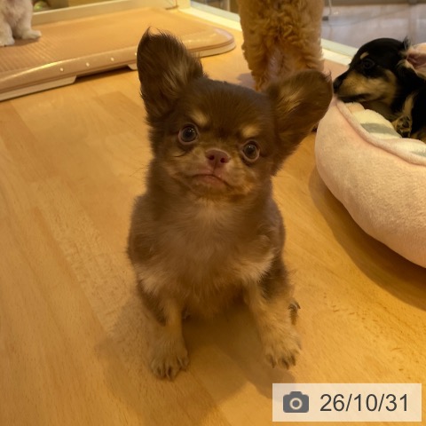 チワワの写真