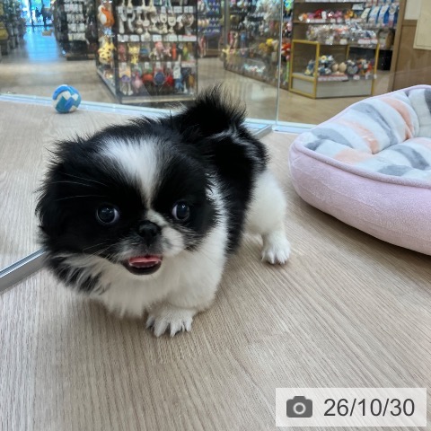ペキニーズの写真