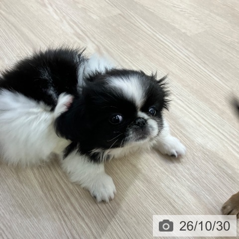 ペキニーズの写真