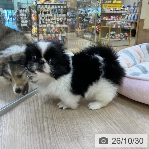 ペキニーズの写真