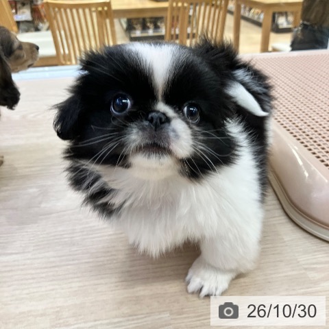 ペキニーズの写真